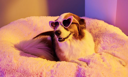 10 Must-Have Luxury Accessories for Your Pets