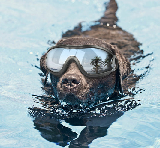 Waterproof UV dog glasses