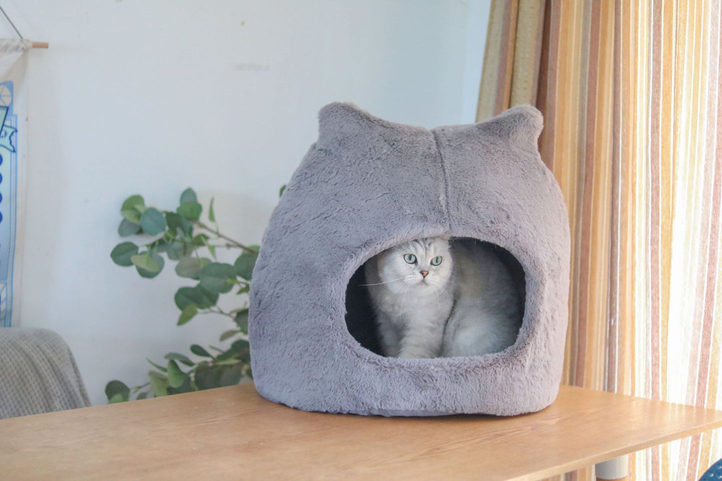 Cat Nest